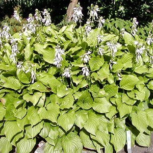 Hosta 'royal standard' - godet 9x9 cm