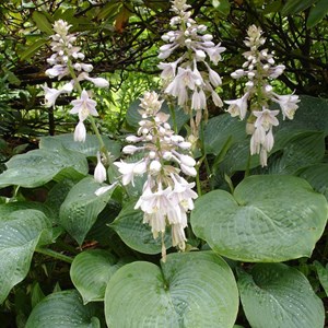 Hosta sieboldiana 'elegans' - godet 9x9 cm