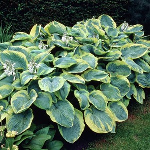 Hosta sieboldiana 'frances williams' - godet 9x9 cm