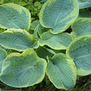 Hosta sieboldiana 'frances williams' - godet 9x9 cm