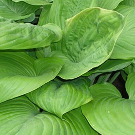 Hosta 'sum and substance' - godet 9x9 cm