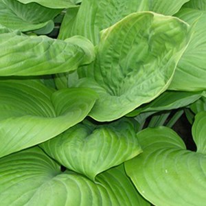 Hosta 'sum and substance' - godet 9x9 cm