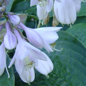 Hosta 'big daddy' - godet 9x9 cm