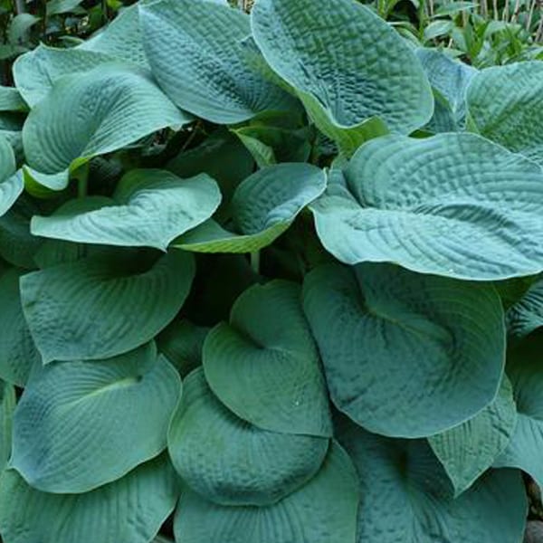 6 x hosta 'big daddy' - godet 9x9 cm