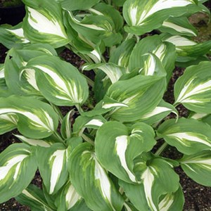6 x hosta undulata 'mediomarginata' - hosta undulata 'mediovariegata' - godet