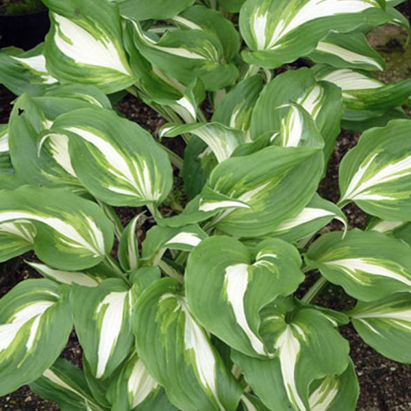 6 x hosta undulata 'mediomarginata' - hosta undulata 'mediovariegata' - godet