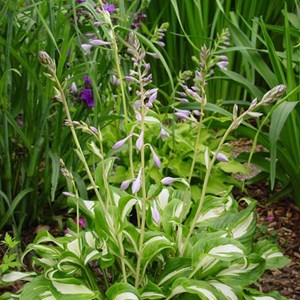 6 x hosta undulata 'mediomarginata' - hosta undulata 'mediovariegata' - godet
