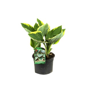Hosta ventricosa - godet 9x9 cm