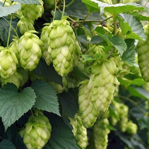 Houblon doré  - humulus lupulus 'magnum'  - godet 9x9 cm