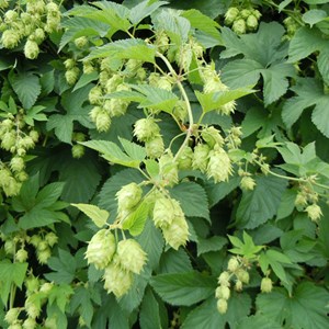 6 x houblon commun - humulus lupulus  - godet 9x9 cm