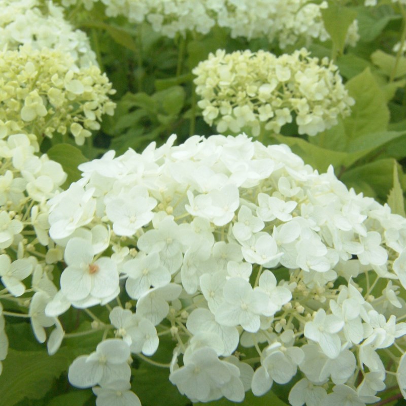 Arborix - 2 x hortensia de virginie  - hydrangea arborescens 'annabelle'  - 30-50 cm pot