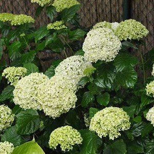 Hortensia de virginie  - hydrangea arborescens 'annabelle'  - 50-60 cm pot
