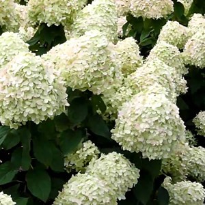 2 x hortensia de virginie - hydrangea arborescens 'grandiflora' - 30-50 cm pot