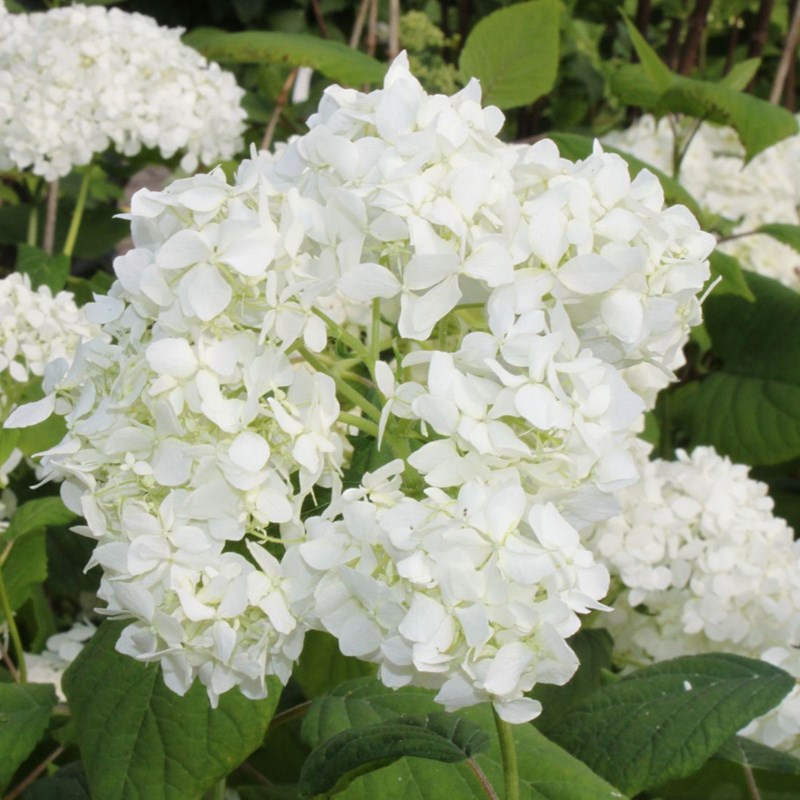 Arborix - 2 x hortensia de virginie - hydrangea arborescens 'grandiflora' - 30-50 cm pot