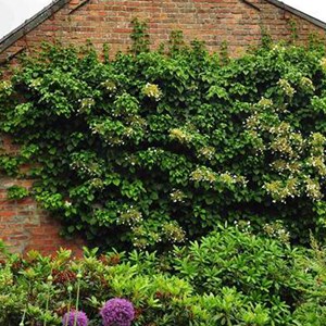 Hortensia grimpant  - hydrangea anomala 'petiolaris'  - 60-80 cm pot