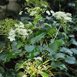 2 x hortensia grimpant  - hydrangea anomala 'petiolaris'  - 40-60 cm pot