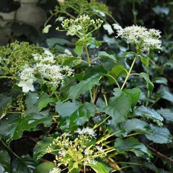 Arborix - 2 x hortensia grimpant - hydrangea anomala 'petiolaris' - 40-60 cm pot