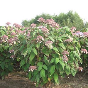 2 x hydrangea aspera 'sargentiana' - 25-30 cm pot