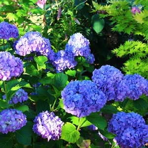 2 x hortensia  - hydrangea 'benelux'  - 30-40 cm pot