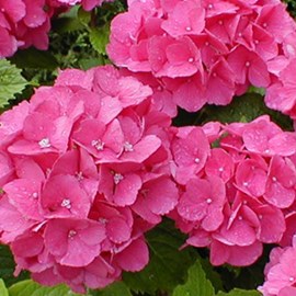 2 x hortensia  - hydrangea 'benelux'  - 30-40 cm pot