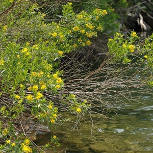 2 x hypericum densiflorum 'buttercup' - 30-40 cm pot