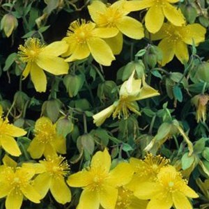 2 x hypericum densiflorum 'buttercup' - 30-40 cm pot