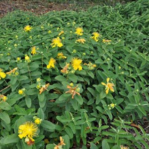 2 x millepertuis à grandes fleurs - hypericum calycinum  - godet 9x9 cm