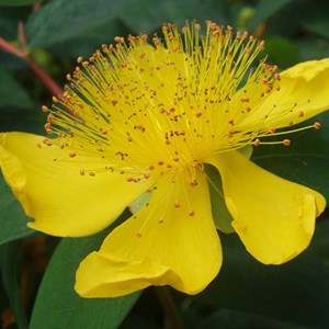 2 x millepertuis à grandes fleurs - hypericum calycinum  - godet 9x9 cm