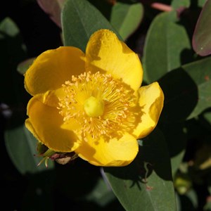 2 x millepertuis  - hypericum dummeri 'peter dummer'  - 30-40 cm pot