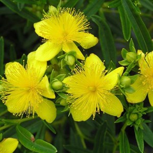 2 x millepertuis de kalmian  - hypericum 'gemo'  - 30-40 cm pot