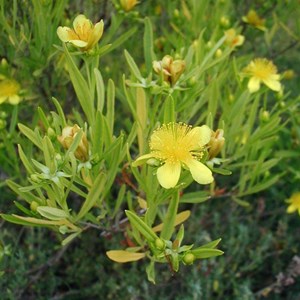 2 x millepertuis de kalmian  - hypericum 'gemo'  - 30-40 cm pot