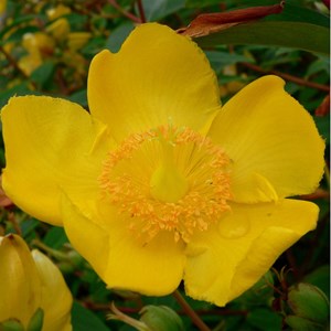 2 x millepertuis  - hypericum 'hidcote'  - 25-30 cm pot
