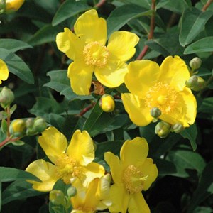 Millepertuis  - hypericum 'hidcote'  - 50-60 cm pot