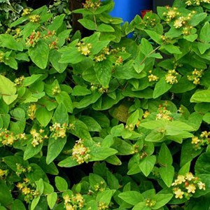 2 x millepertuis  - hypericum inodorum 'elstead'  - 20-30 cm pot