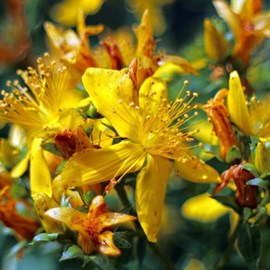 2 x millepertuis  - hypericum inodorum 'elstead'  - 20-30 cm pot