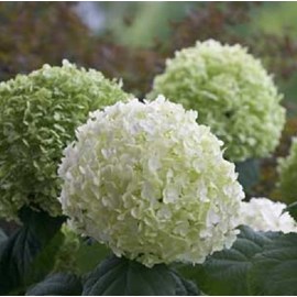 Hortensia de virginie 'incrediball'® - hydrangea 'incrediball strong' - 40-50