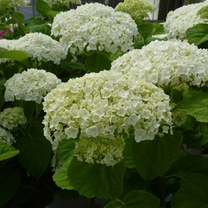 Hortensia de virginie 'incrediball'® - hydrangea 'incrediball strong' - 40-50