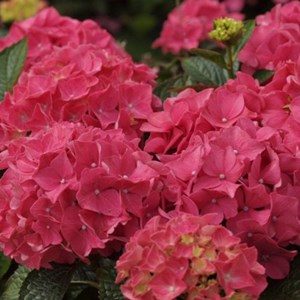 2 x hortensia 'alpenglühen' - hydrangea macrophylla 'alpengluhen' - 25-30 cm