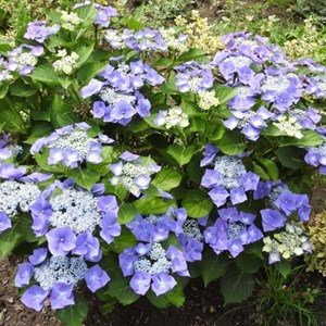 2 x hortensia  - hydrangea macrophylla 'blaumeise'  - 25-30 cm pot