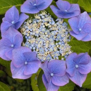 2 x hortensia  - hydrangea macrophylla 'blaumeise'  - 25-30 cm pot