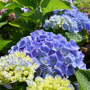 2 x hortensia  - hydrangea macrophylla 'bodensee'  - 25-30 cm pot