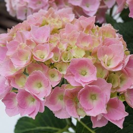 2 x hortensia  - hydrangea macrophylla 'bodensee'  - 25-30 cm pot