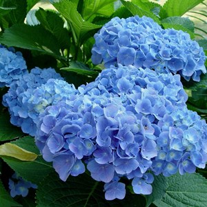 2 x hortensia  - hydrangea macrophylla 'blauer prinz'  - 25-30 cm pot