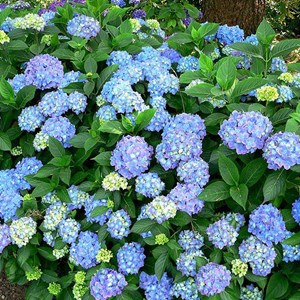 2 x hortensia  - hydrangea macrophylla 'blauer prinz'  - 25-30 cm pot