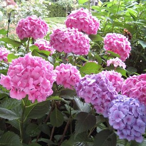 2 x hortensia  - hydrangea macrophylla 'bouquet rose'  - 25-30 cm pot