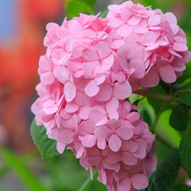 2 x hortensia  - hydrangea macrophylla 'bouquet rose'  - 25-30 cm pot
