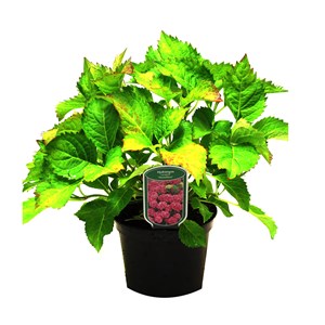 2 x hortensia  - hydrangea macrophylla 'deutschland'  - 25-30 cm pot