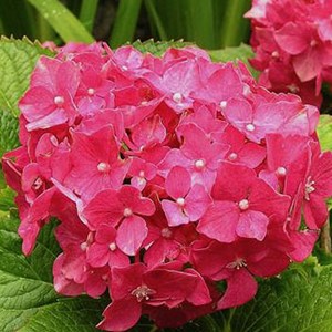 2 x hortensia  - hydrangea macrophylla 'deutschland'  - 25-30 cm pot