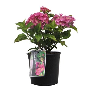 2 x hortensia  - hydrangea macrophylla 'freudenstein'  - 25-30 cm pot