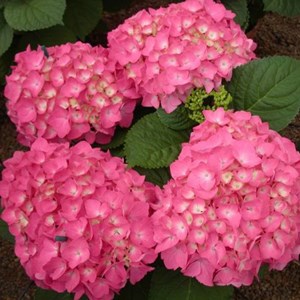 2 x hortensia  - hydrangea macrophylla 'freudenstein'  - 25-30 cm pot